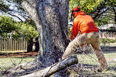 tree removal russellville ar
